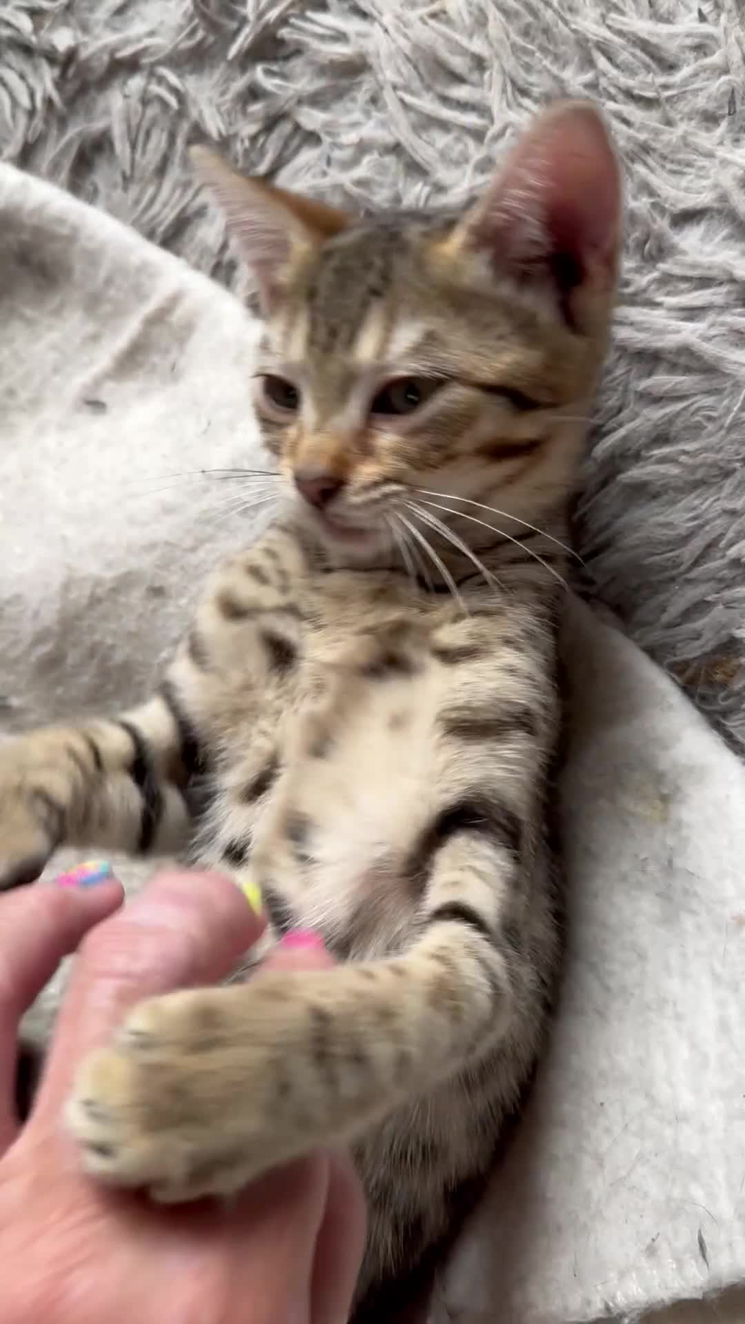 Oriental cats for sale: One Oriental Boy Left Looking for his forever home - Video 1