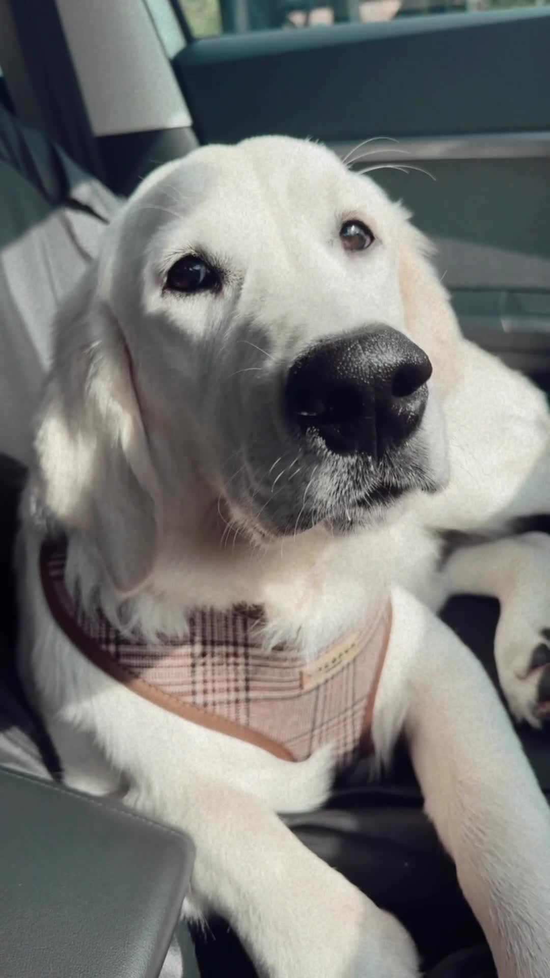 Golden Retriever dogs for stud: Bear -Now available for stud  - Video 1