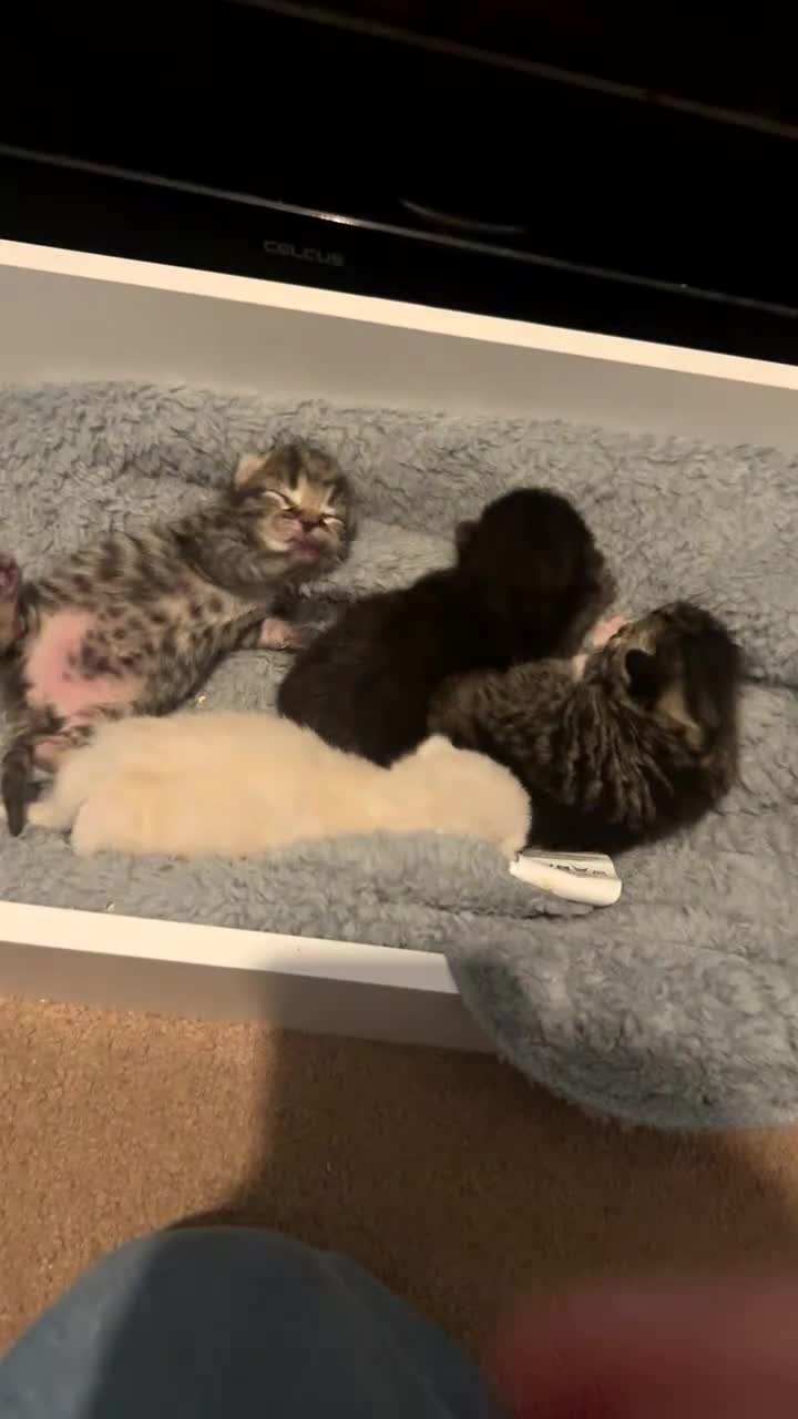 Bengal cats for sale: Bengal and tabby kittens - Video 1