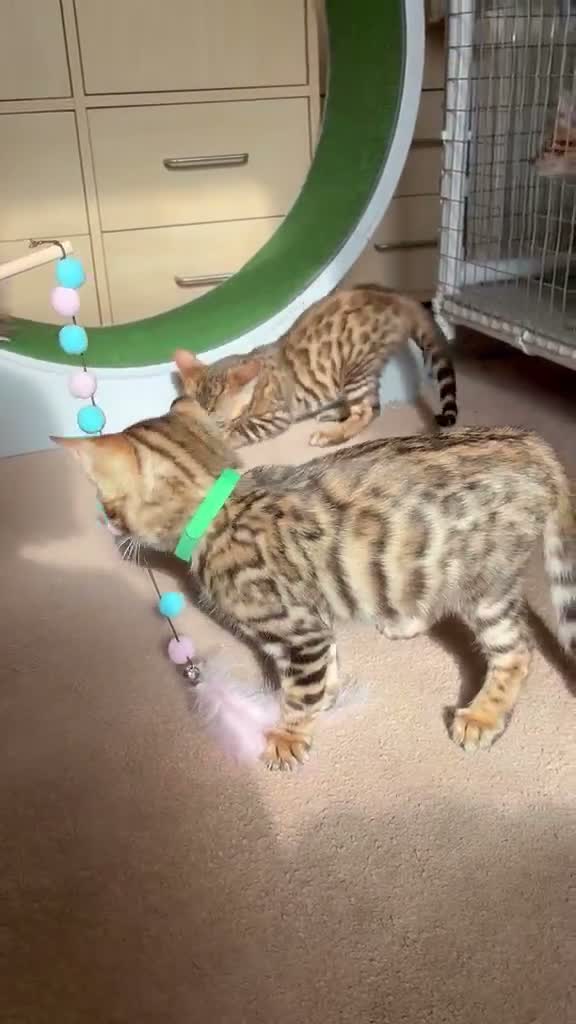 Bengal cats for sale: Male Bengal Kittens for sale - Video 1
