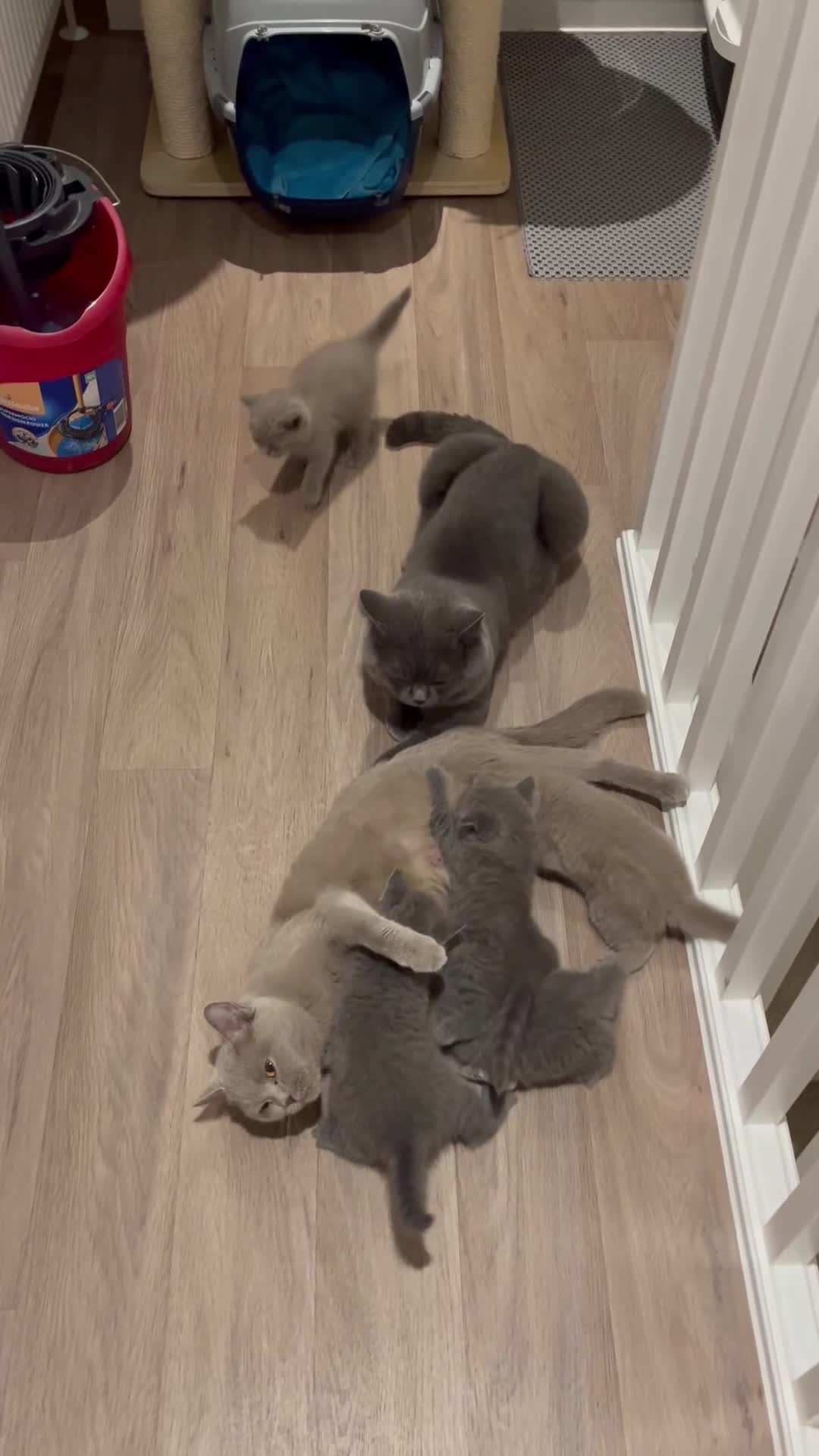 British Shorthair cats for sale: British shorthair kittens  in London - Video 1