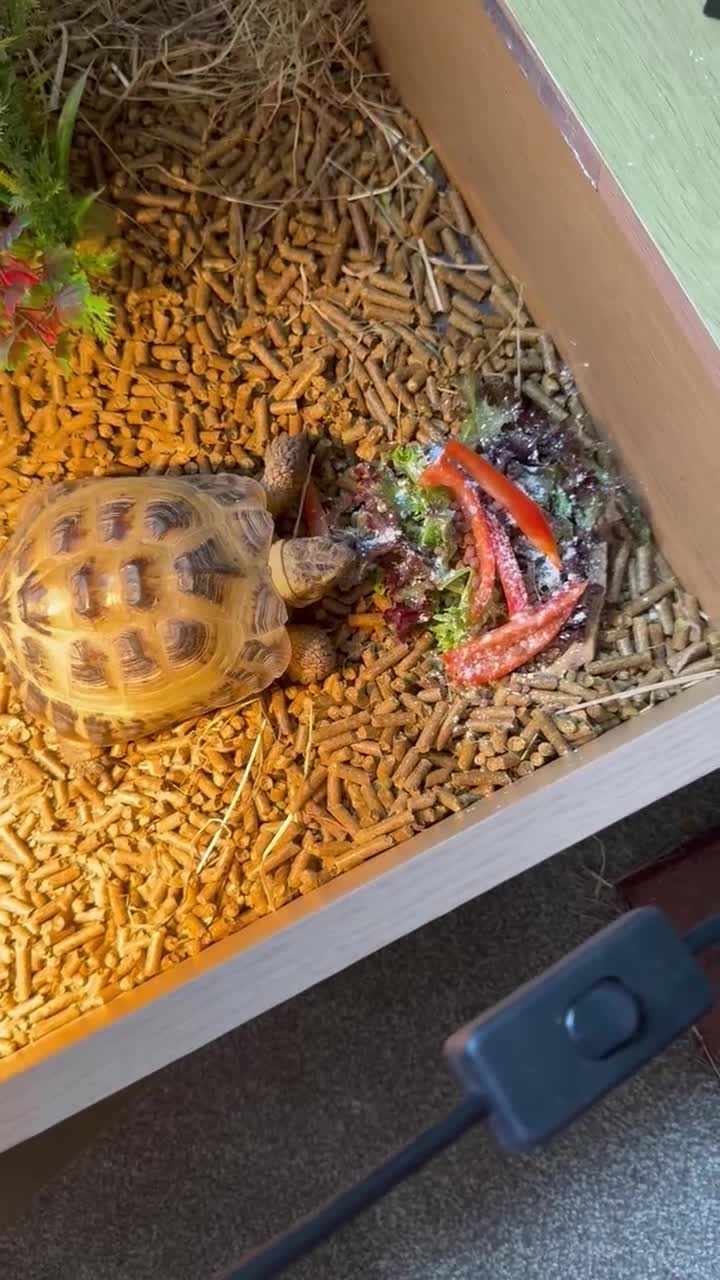 Tortoise reptiles for sale: Make horsefield torotise and fill set up  - Video 1