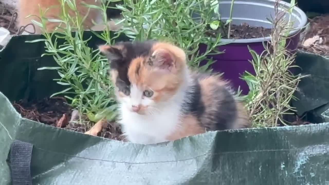 Mixed Breed cats for sale: Stunning Calico BSH - Video 4