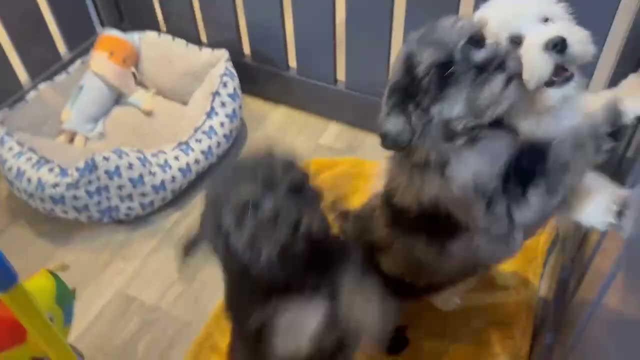 Cavapoochon dogs for sale: Ready now Stunning Cavapoochon Boy  - Video 1