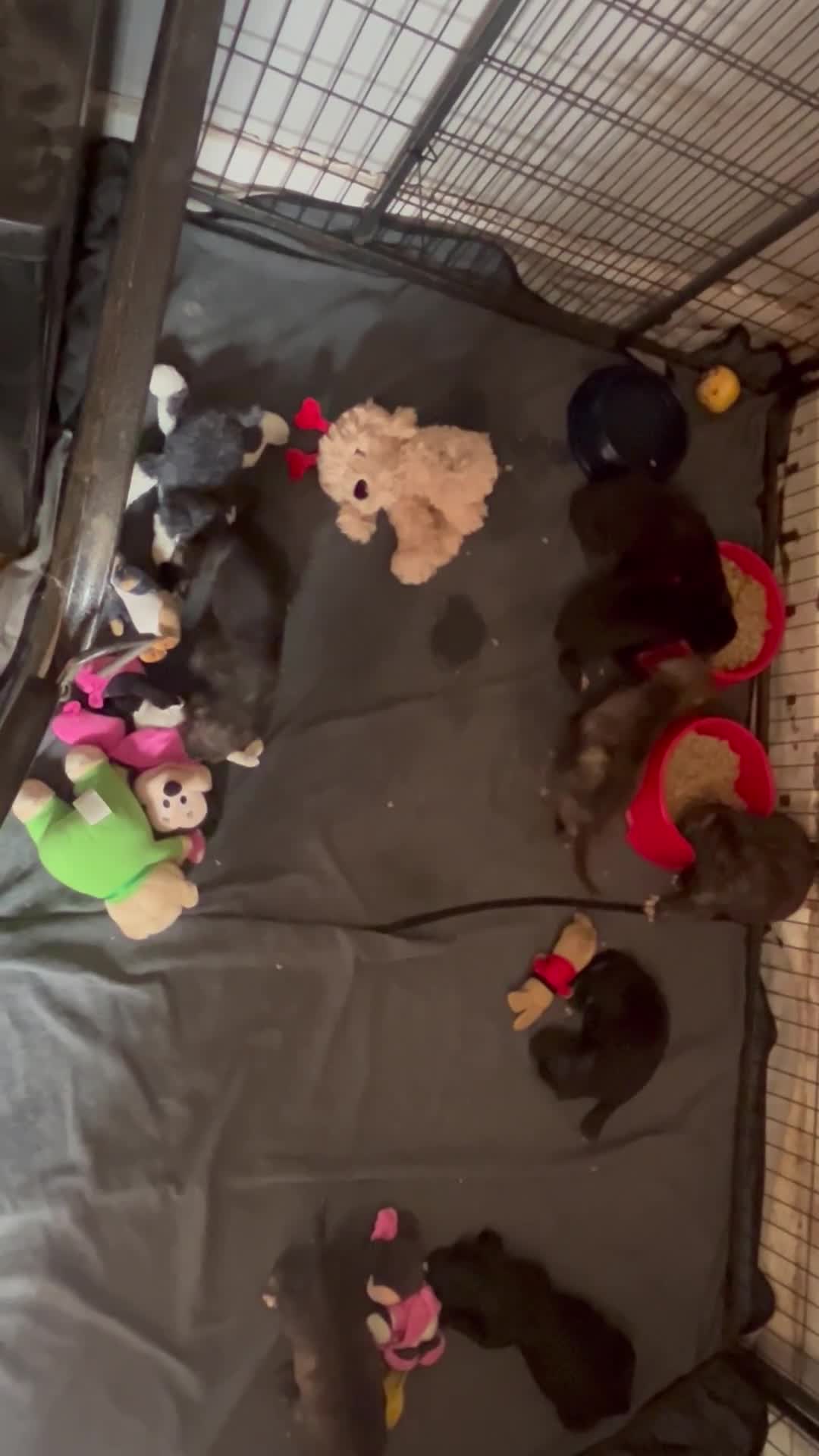 Mixed Breed dogs for sale: Daniff Puppies. Great Dane x Mastiff Ready 23/08 - Video 1