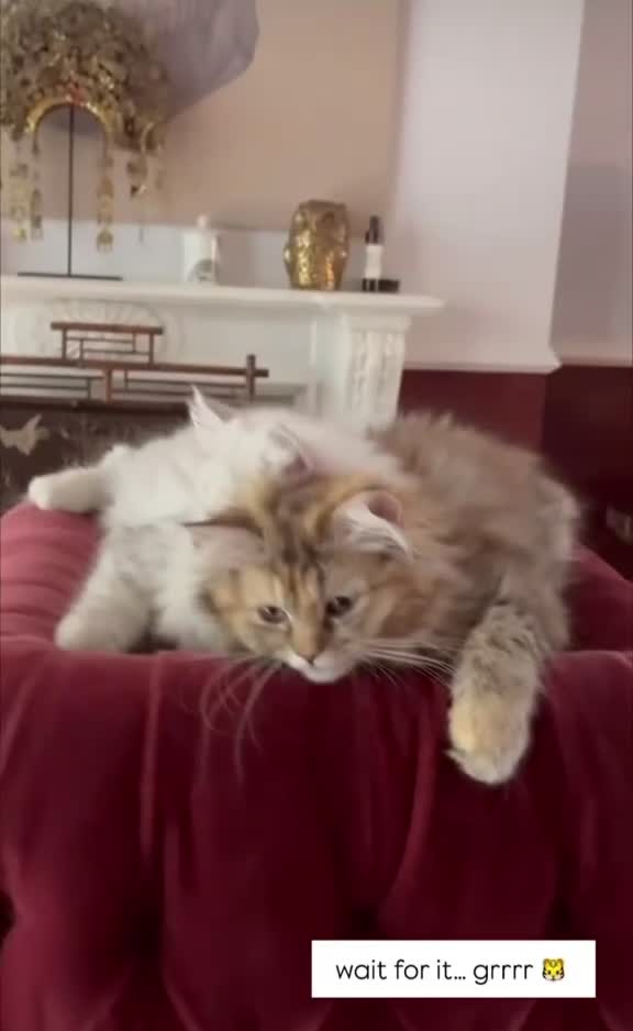 Ragdoll cats for sale: 🐾Fluffy Little Dreamers Are Here!🐈 - Video 5