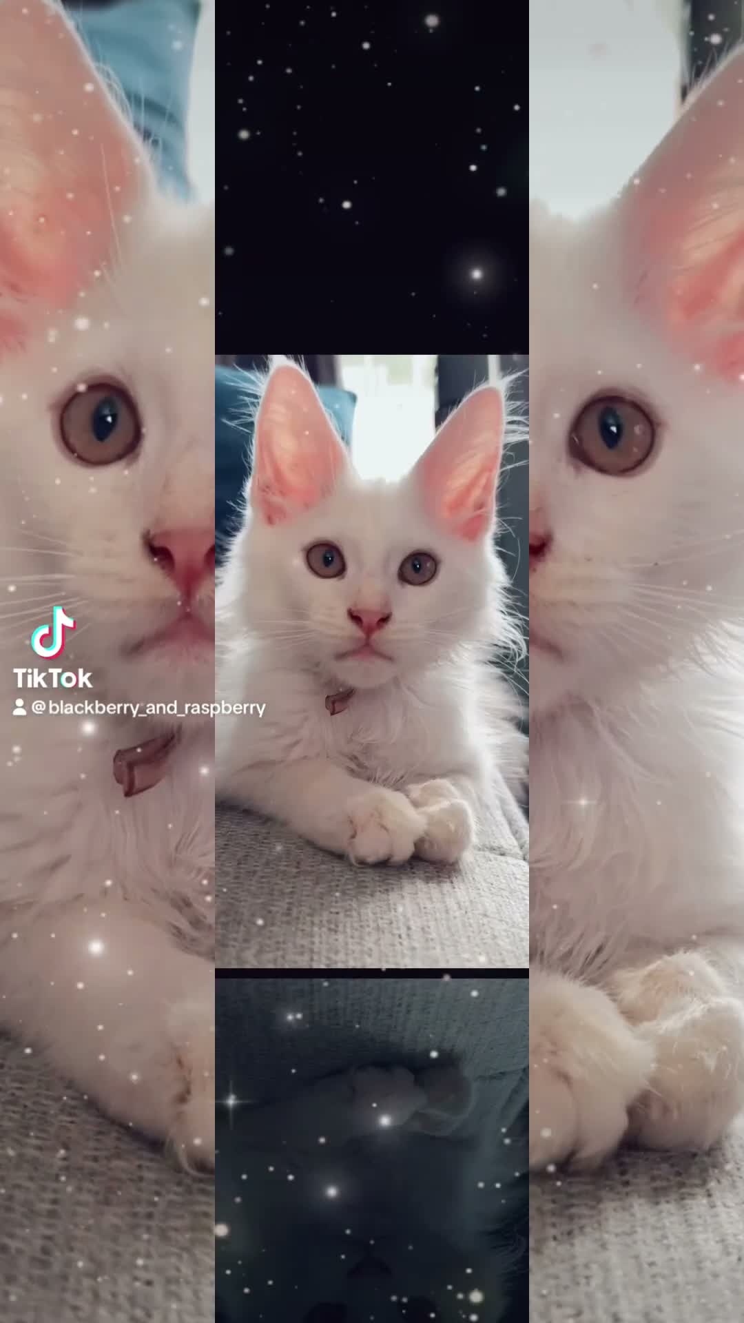 Maine Coon cats for sale: 🐾 Tica registered Maine coon kittens  - Video 4