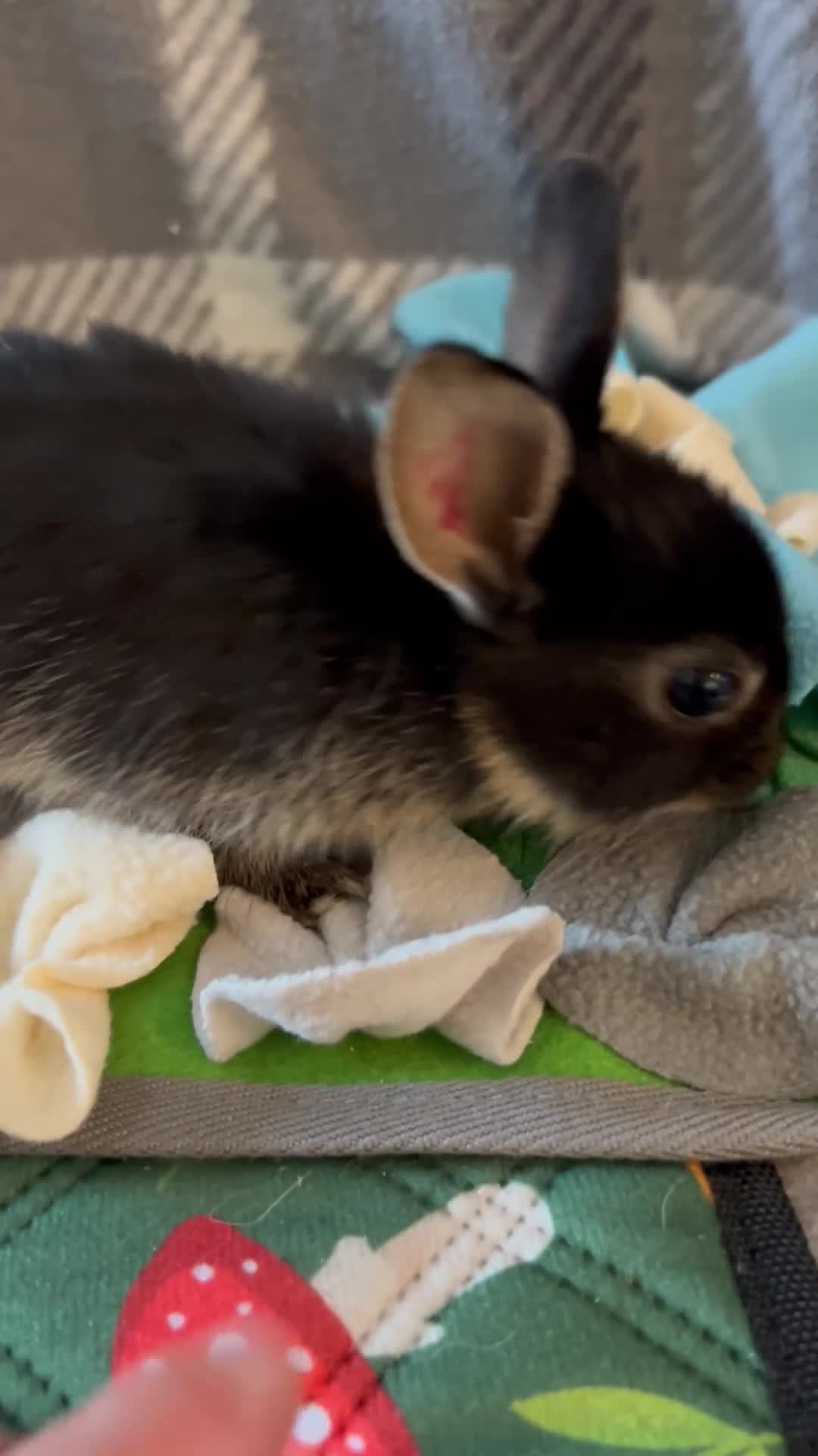 Mixed Breed rabbits for sale: Adorable baby rabbits ready for sale now - Video 1