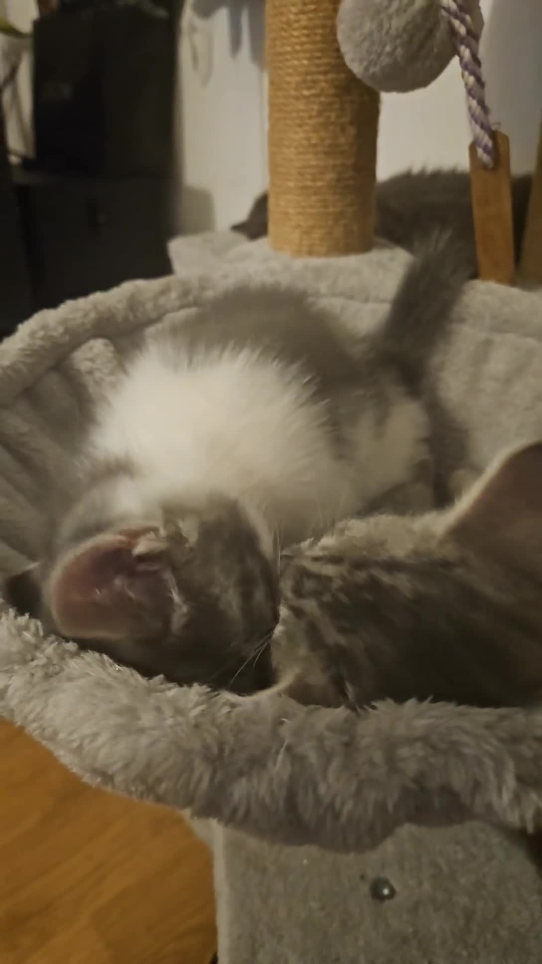 Mixed Breed cats for sale: Grey Kittens🐾🤍 - Video 5