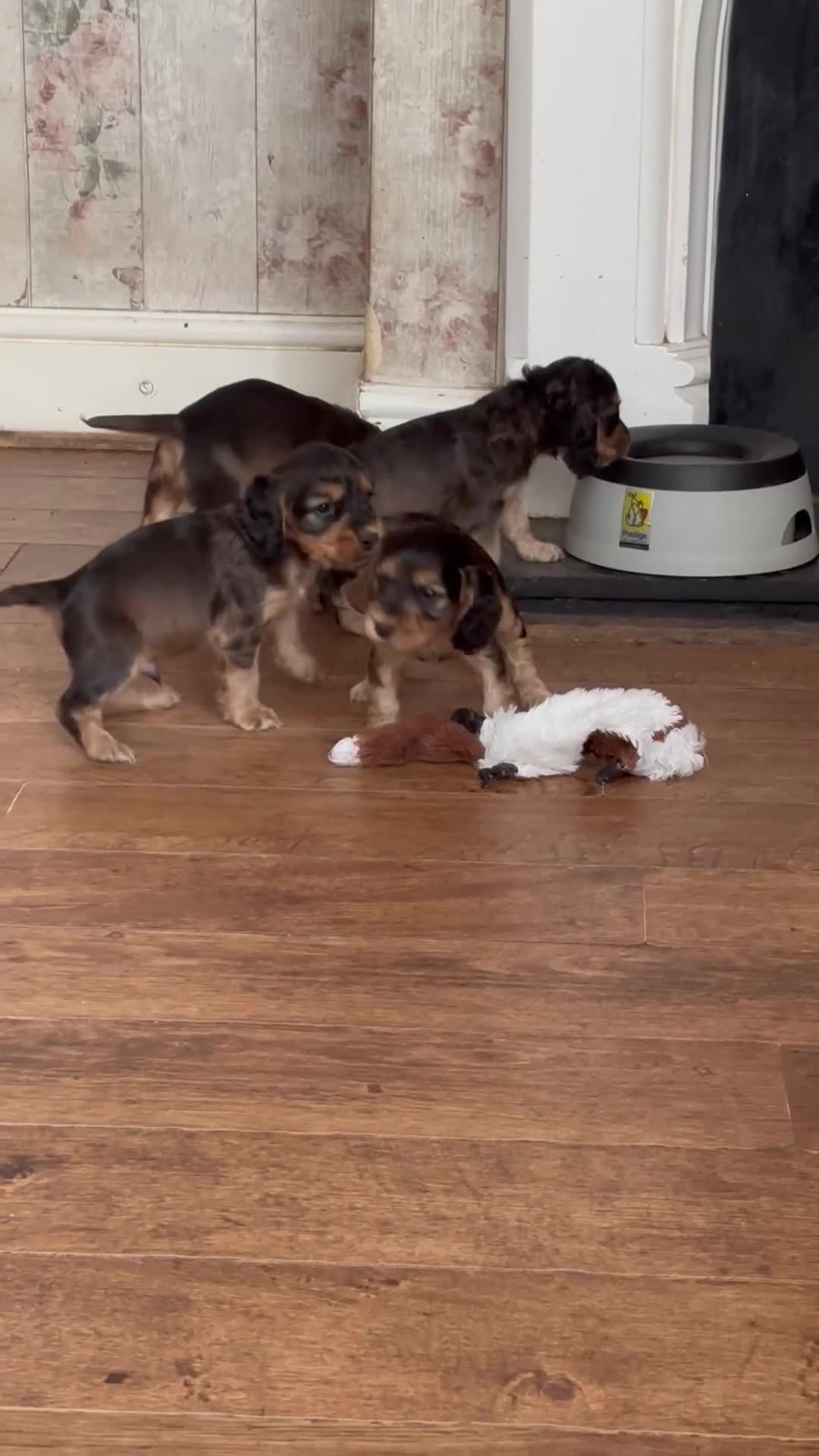 Cocker Spaniel dogs for sale: Show cockers KC DNA checked parents - Video 2