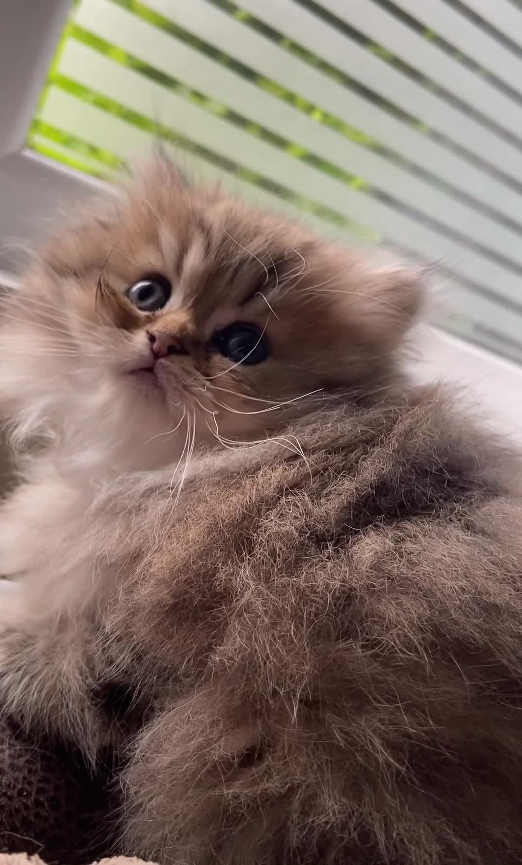 Persian cats for sale: Golden Persian chinchilla kittens  - Video 3