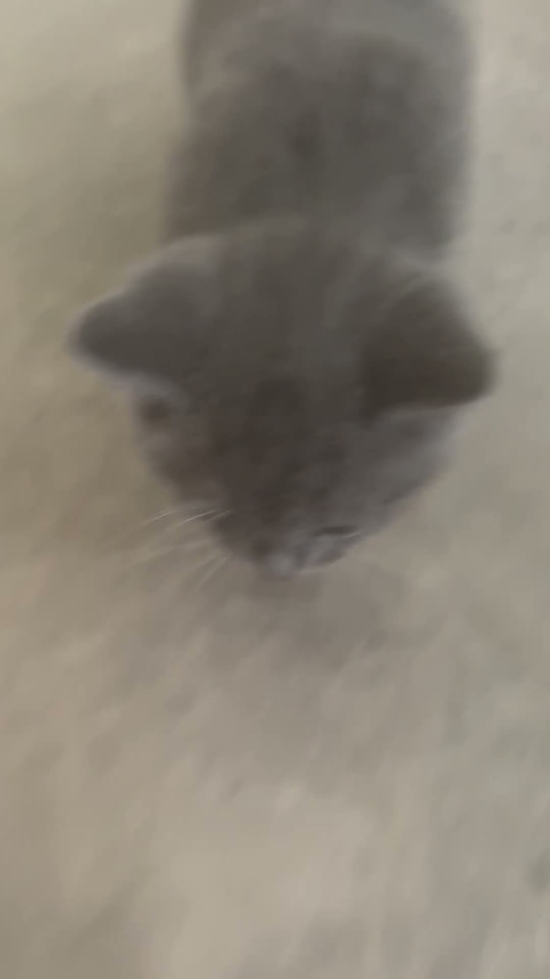 British Shorthair cats for sale: Beautiful BSH X girl 🌹 ‘Petal’ - Video 1