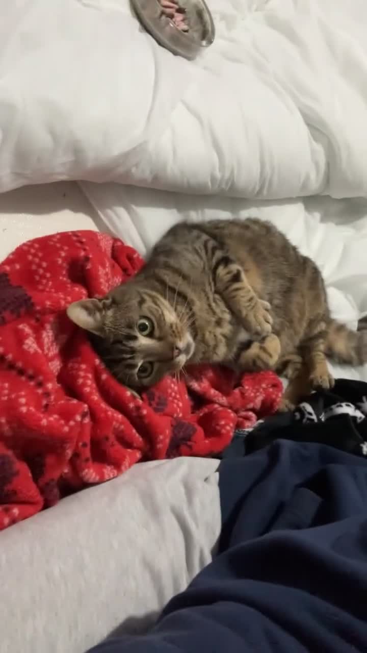 Domestic Shorthair cats for sale: Neeko  in Manchester - Video 2