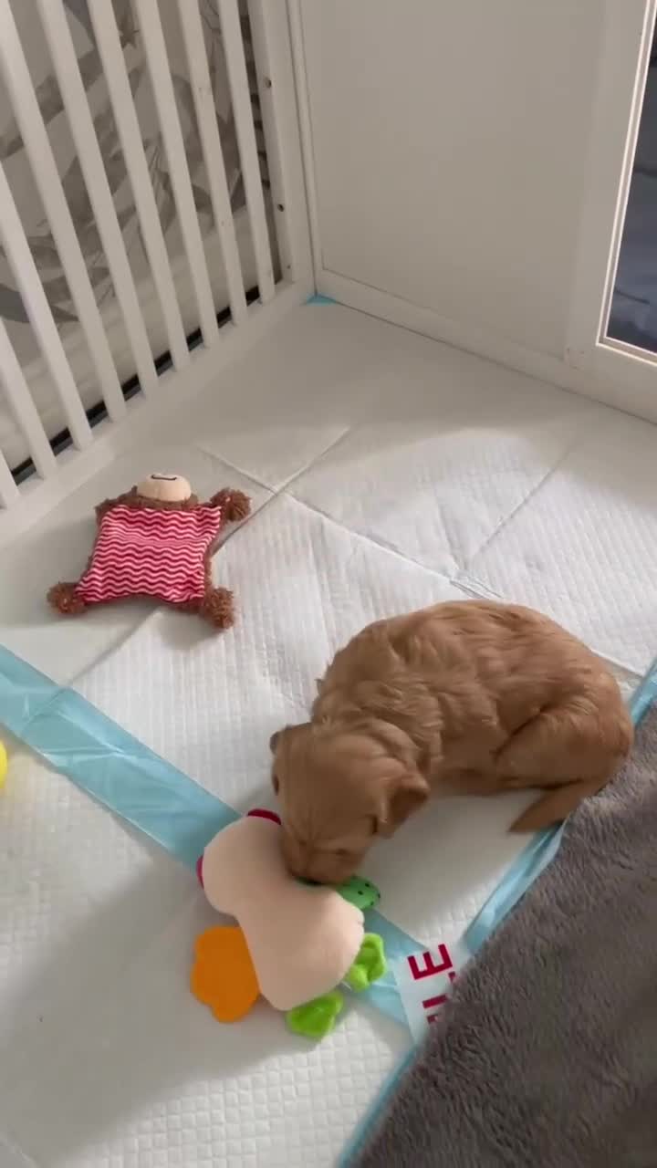 Cockapoo dogs for sale: Hawarden puppies 🐶  in Deeside - Video 1