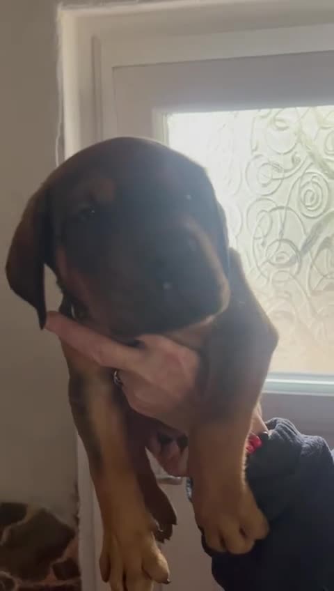 Mixed Breed dogs for sale: Cane corso /doberman mix in Dolgellau - Video 2
