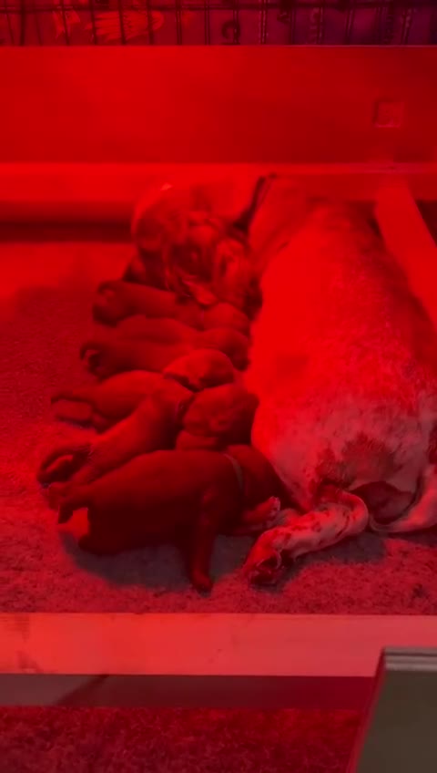 Cockapoo dogs for sale: Gorgeous Fox Red Cockapoo Puppies avail 15/12/25 - Video 3