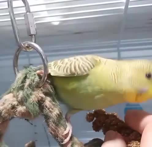 Budgerigars birds for sale: Superb home bred beautifully coloured baby budgies - Video 5