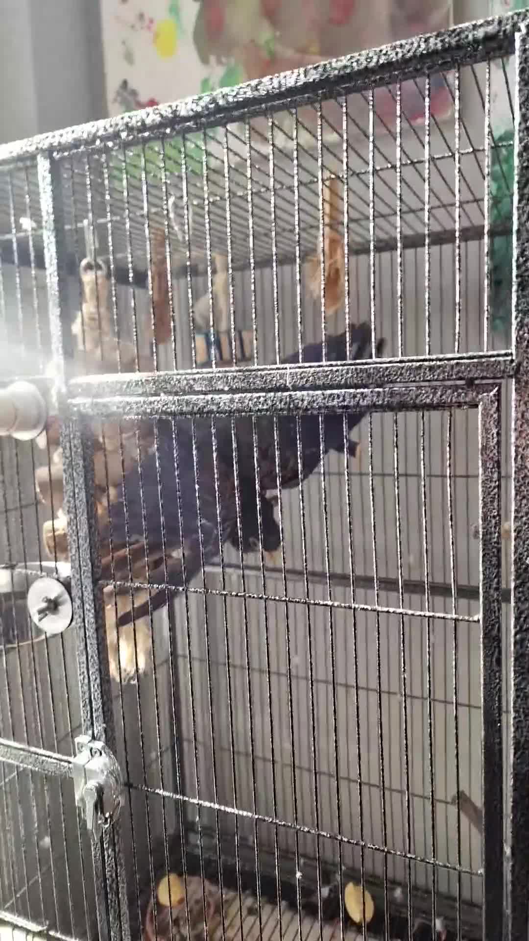 Parrots birds for sale: Bronze wing Pionus female 3 years old - Video 1