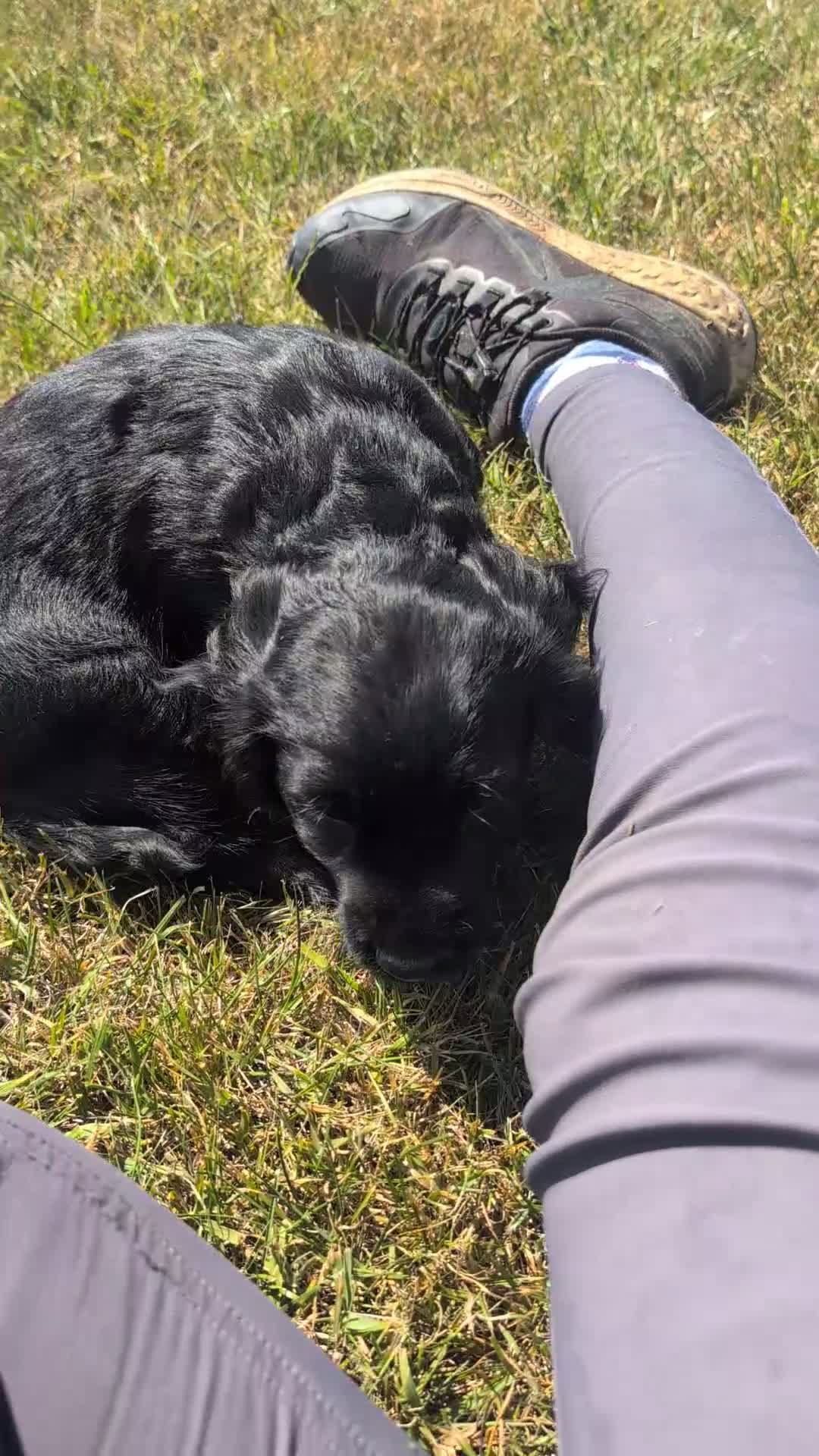 Cocker Spaniel dogs for sale: Ready now, black male pedigree cocker spaniel pup - Video 3