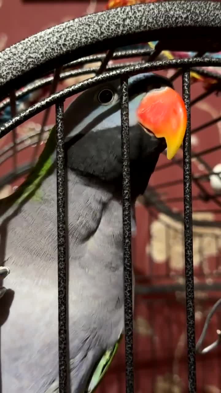 Parrots birds for sale: Derbyan parrot  - Video 1
