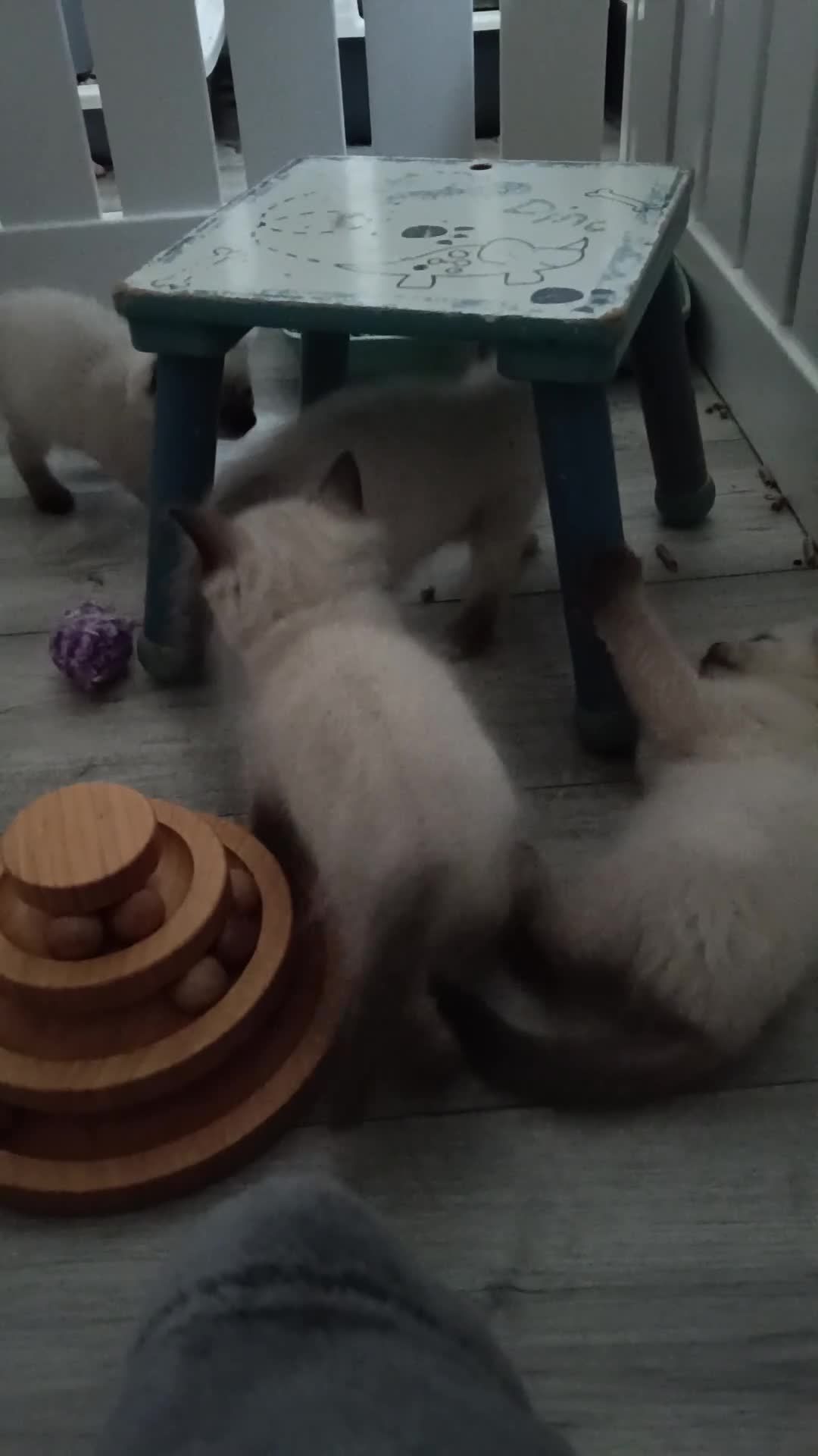 Ragdoll cats for sale: GCCF Registered ragdoll kittens available 28 Aug.  - Video 3