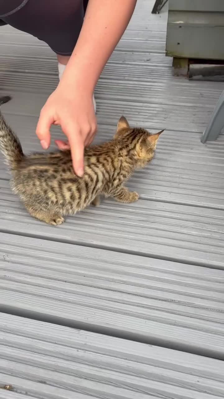 Mixed Breed cats for sale: Beautiful kittens for sale  in Nottingham - Video 4