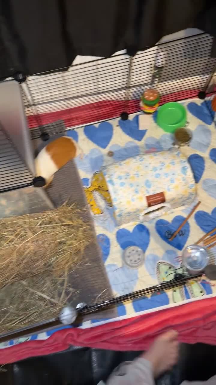 Guinea Pig rodents for sale: 2 male guinea pigs  - Video 1