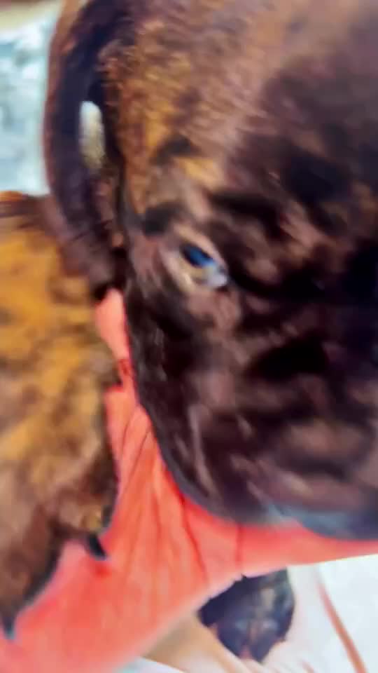 Mixed Breed dogs for sale: MastiffxCane Corso puppies⭐️Ready Now!! - Video 1