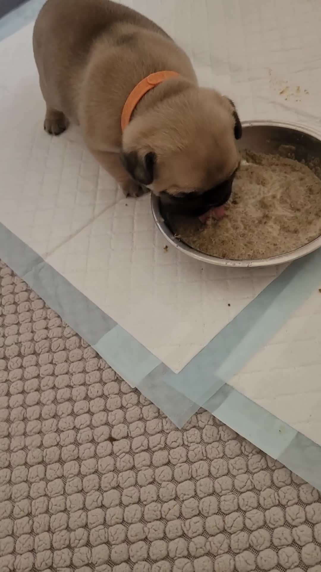 Frug dogs for sale: Just the male left frug left now - Video 2