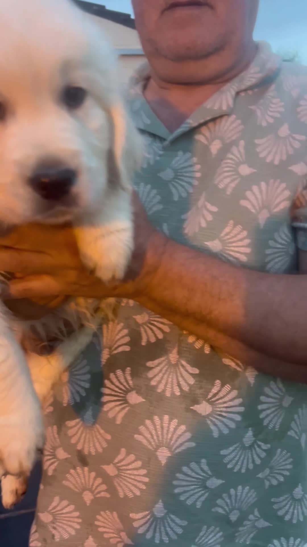 Golden Retriever dogs for sale: Little Polar Bear Puppies - Video 1