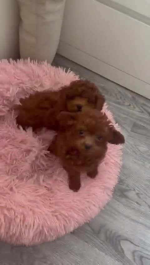 Poodle dogs for sale: Stunning Asian poodle for sale 🤩 - Video 1