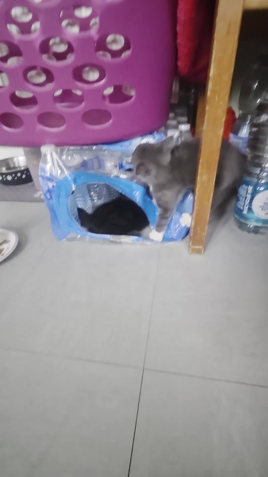 Mixed Breed cats for sale: For Sale–3 Male Kittens Looking for Loving Homes  - Video 1
