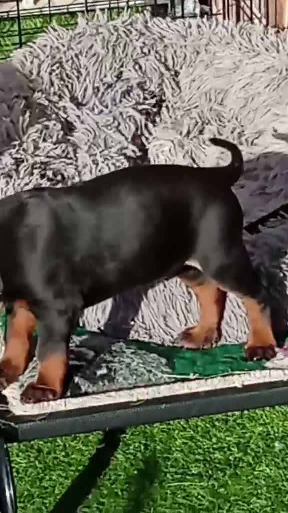 Chinese Red Dog dogs for sale: BEAUIFUL CHINESE RED DOG PUPS - Video 2