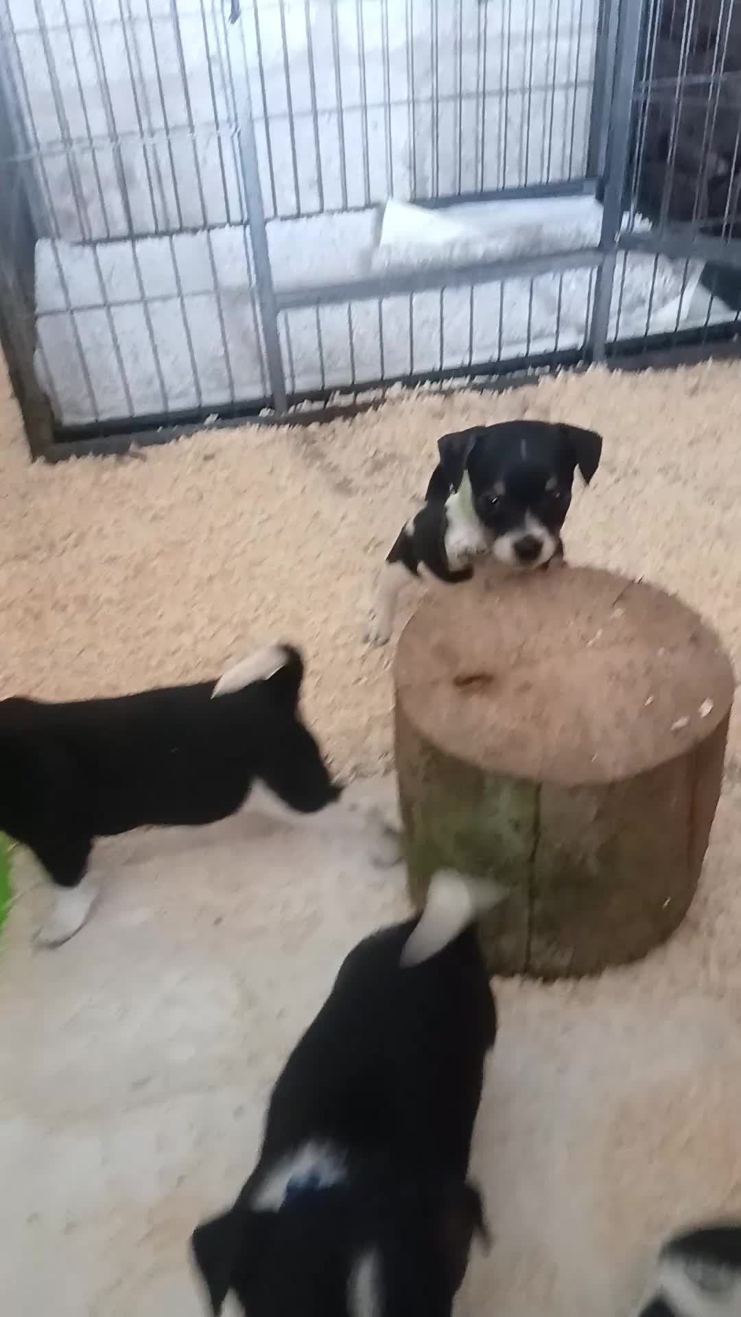 Jack Russell dogs for sale: Adorable Miniature Jack Russell puppies for sale - Video 1
