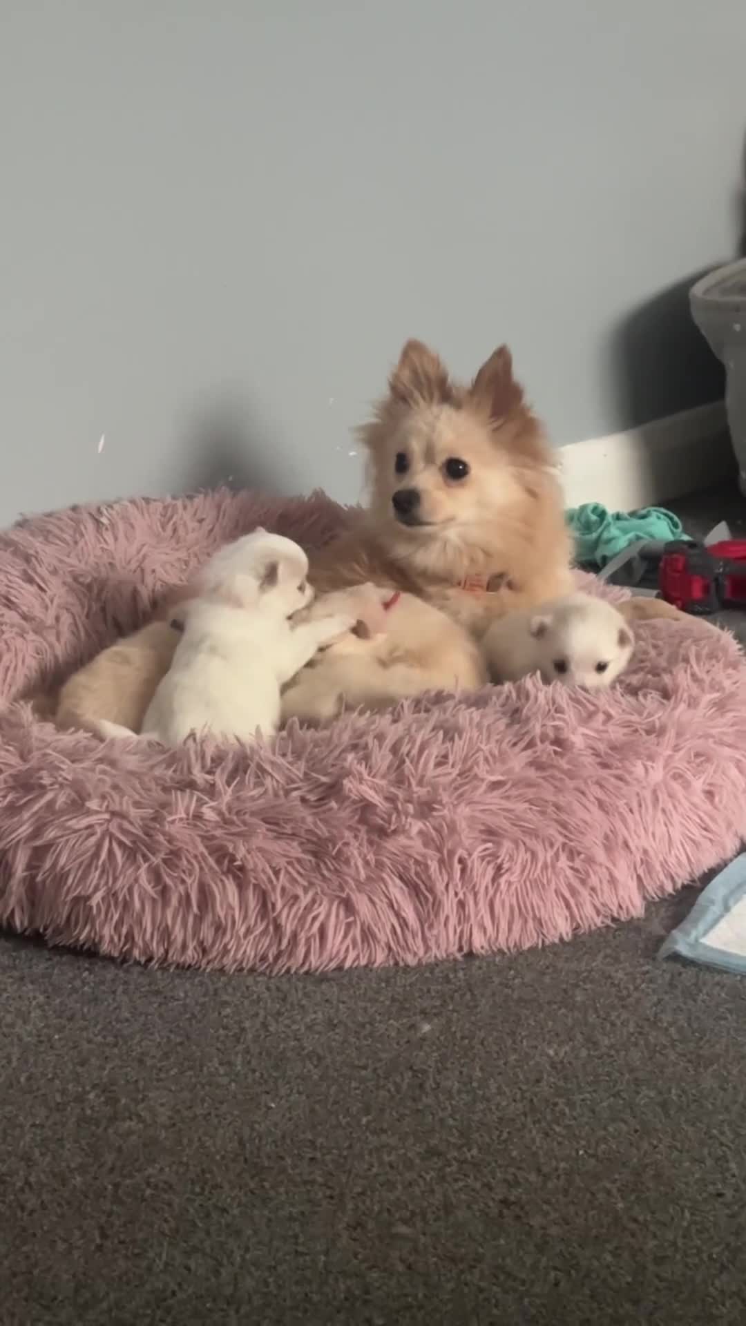 Pomeranian dogs for sale: Beautiful Pedigree Pomeranian Puppies - Video 1