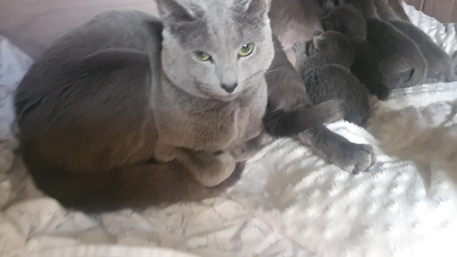 Russian Blue cats for sale: 🐾 Beautiful Russian Blue Kittens 🐾 - Video 3