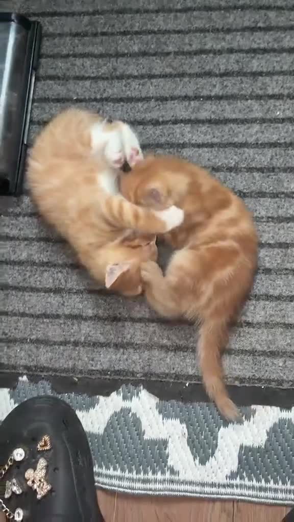 Mixed Breed cats for sale: Beautiful Litter of Mixed Breed Kittens - Video 2