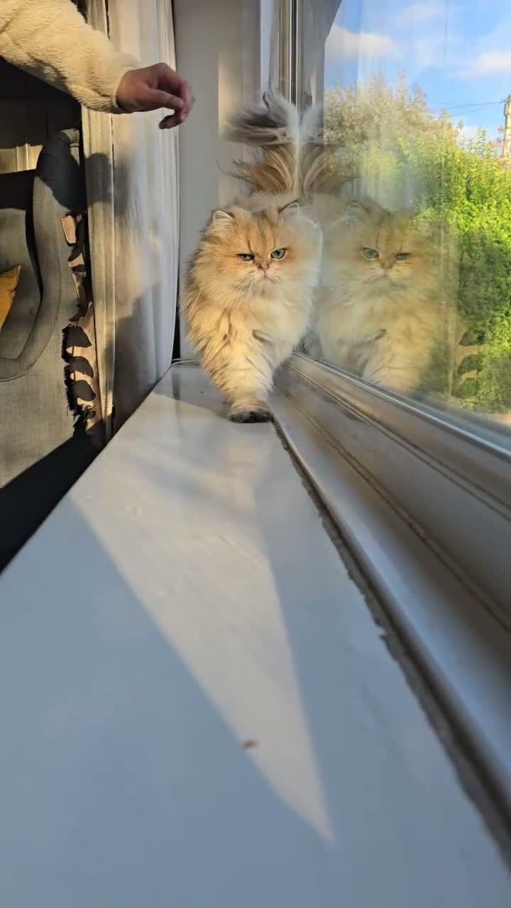 British Longhair cats for sale: British longhair Female very loving - Video 1