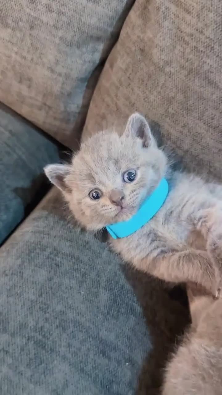 British Shorthair cats for sale: British Shorthair Kittens - Video 1