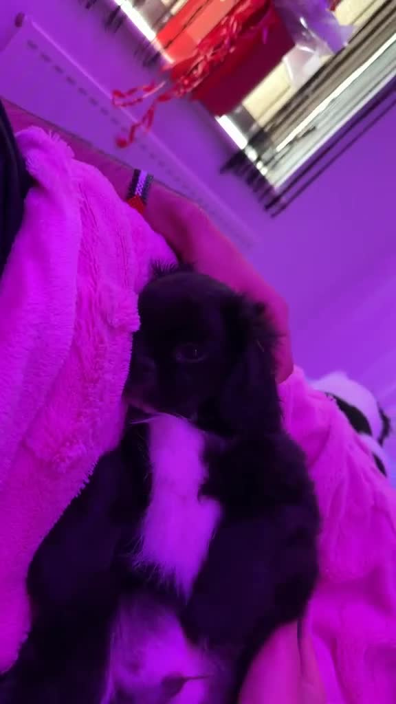 Pekingese dogs for sale: Pekingese puppy - Video 2