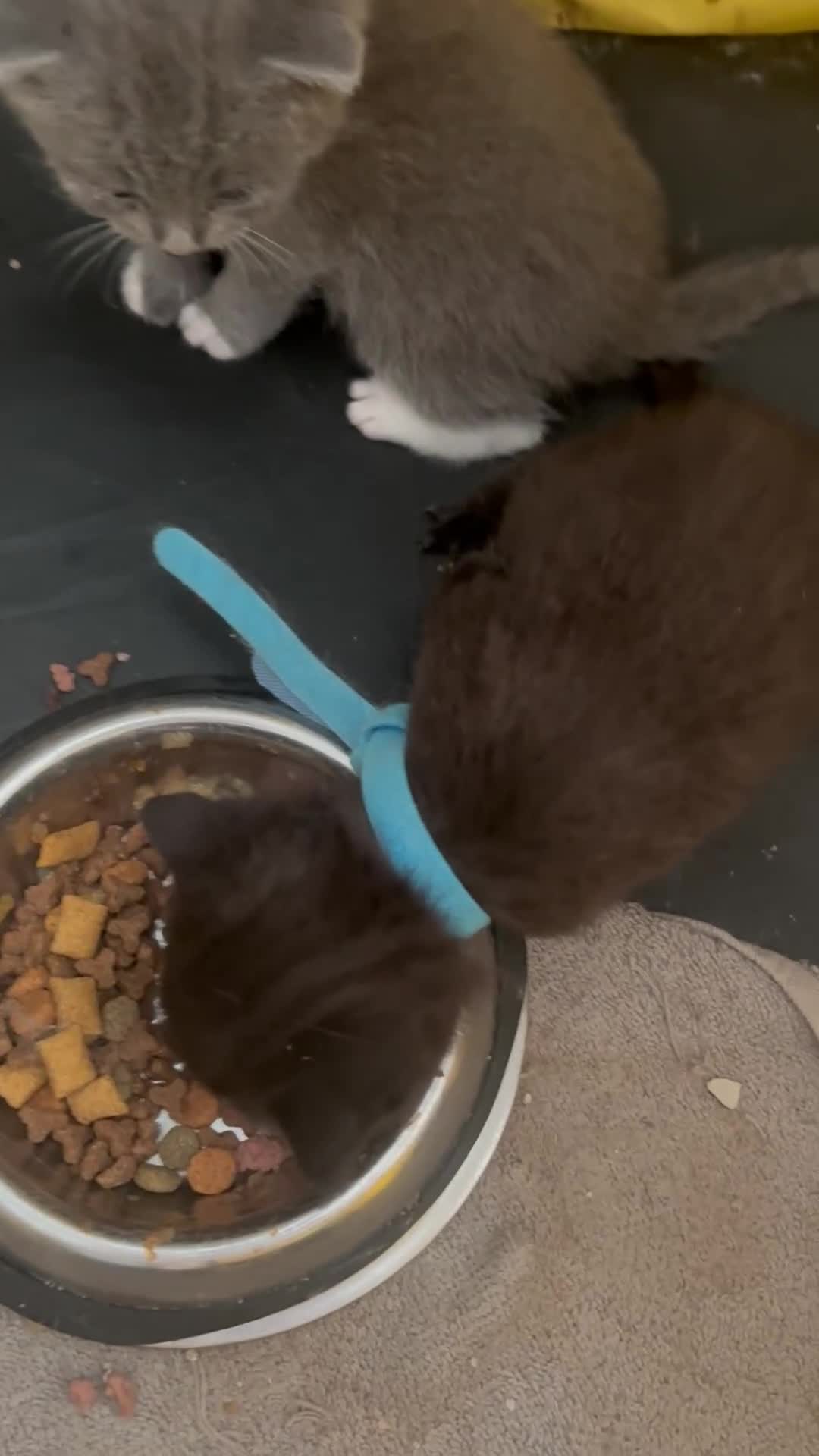 British Shorthair cats for sale: British Shorthair kittens grey/chocolate colours - Video 5