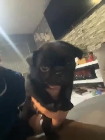 Frug dogs for sale: 5 pug puppies  - Video 1