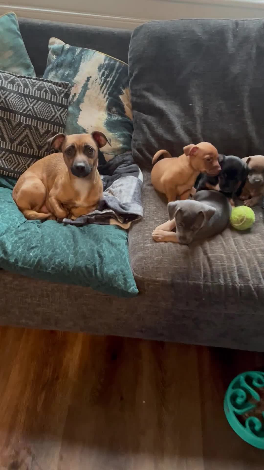 Jack Russell dogs for sale: Only 2 left 1 girl 1 boy Miniature Jack Russell  - Video 2