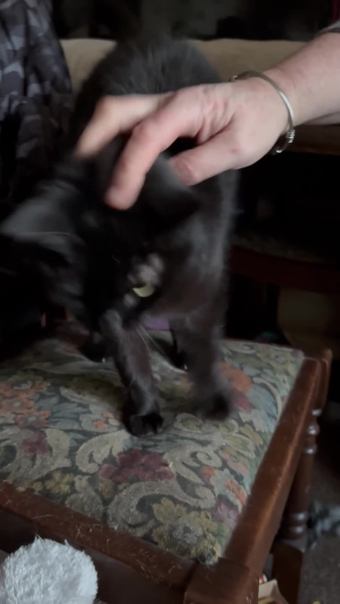 Domestic Shorthair cats for adoption: Maisie is a sweet 9 yr old that just wants loving - Video 1