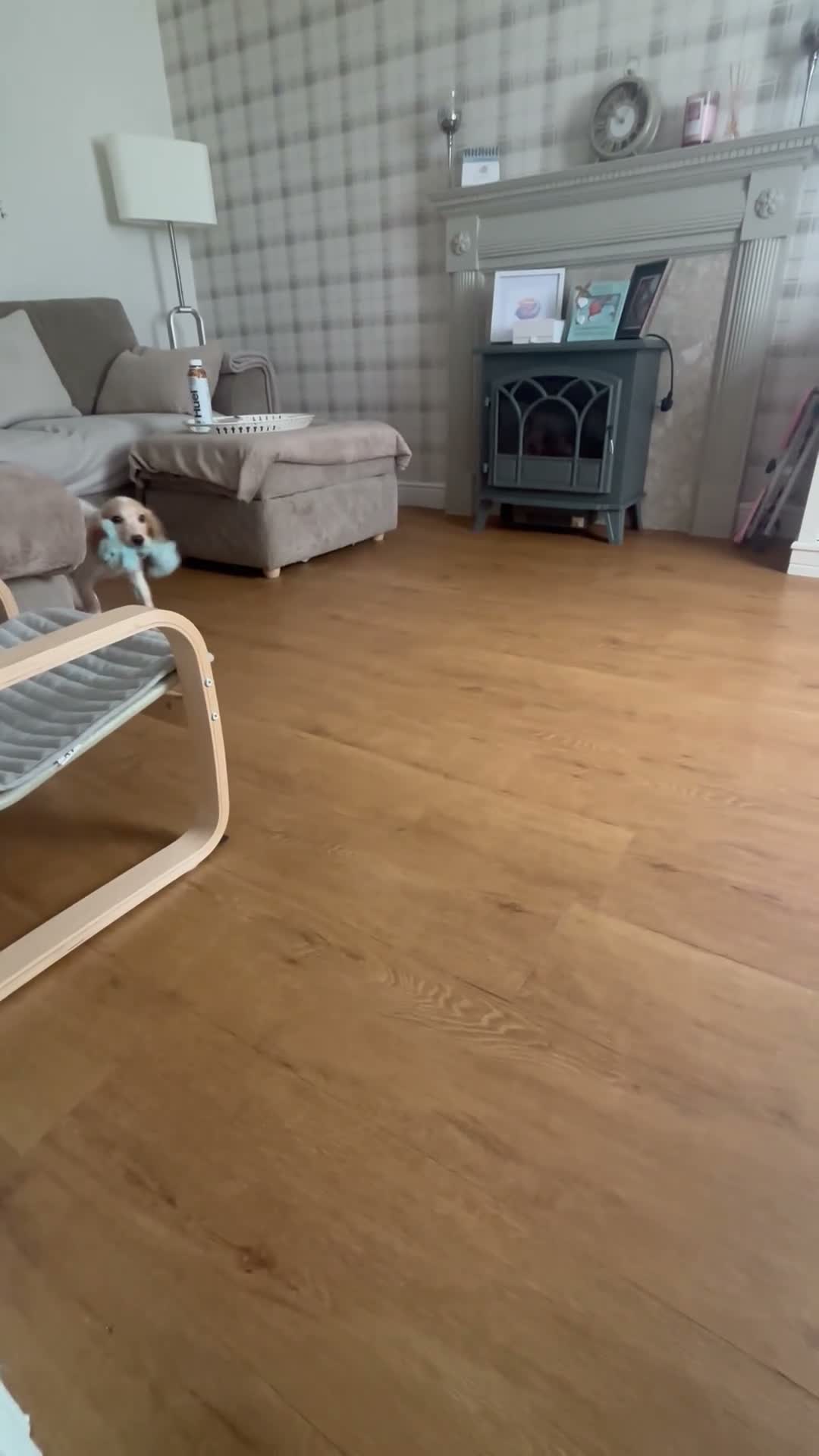 Cocker Spaniel dogs for sale: Working Lemon Roan Cocker spaniel  in Torquay - Video 2
