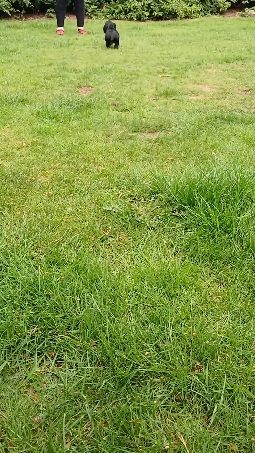 Cocker Spaniel dogs for sale: 1 Male Cocker Spaniel available  in Inverness - Video 1