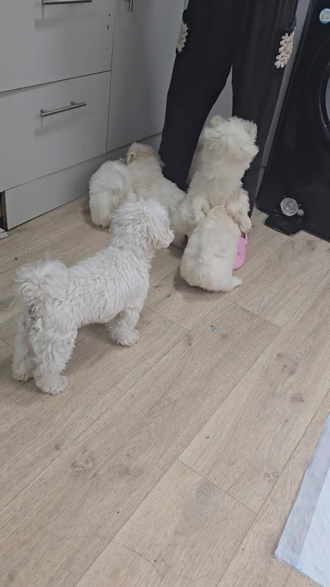 Maltese dogs for sale: Lovely maltese ready to go - Video 1