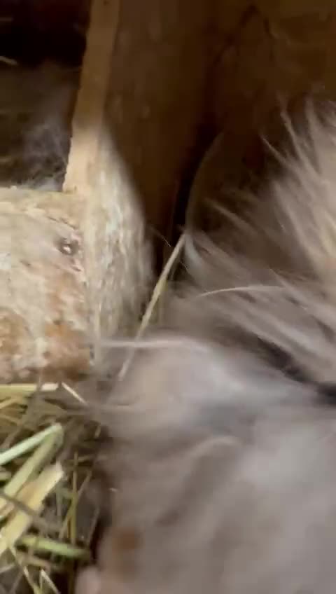 Mixed Breed rabbits for sale: Double Mained Lionhead. • 4kits ready to reserve  - Video 1