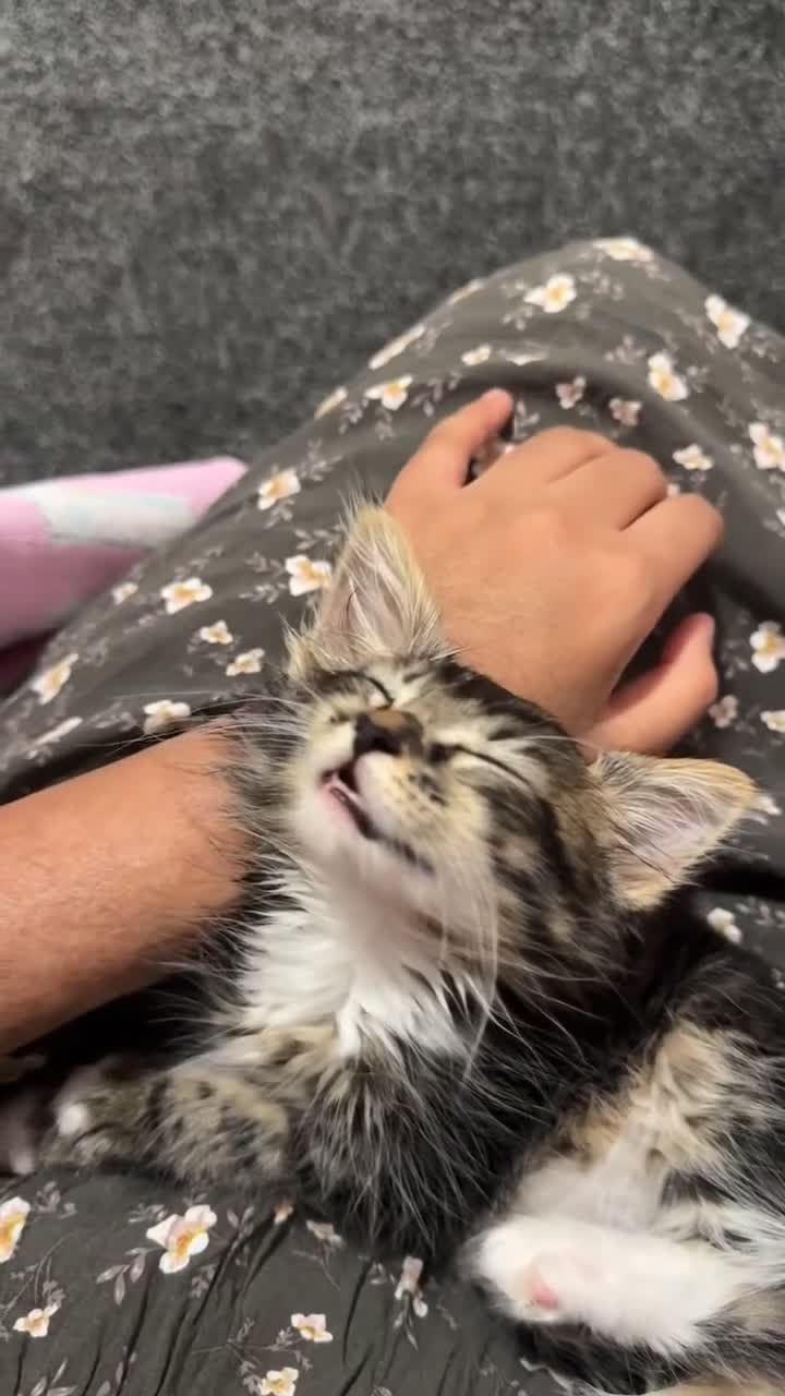 Maine Coon cats for sale: MaineCoon x Tabby Girl–Premium Line, 10 Weeks Old  - Video 2