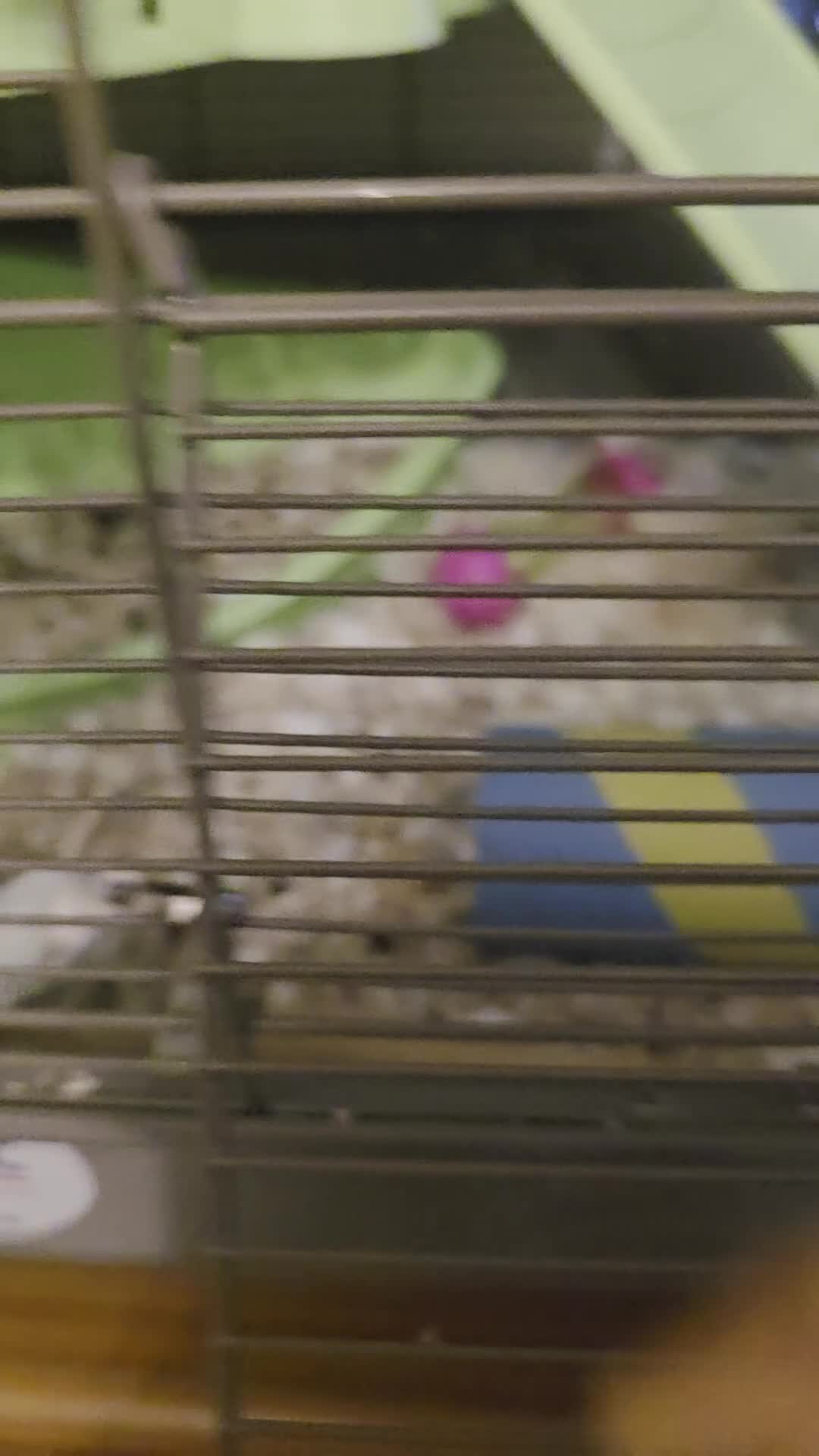 Rat rodents for sale: Pair of Female Dumbo Rats with large enclosure - Video 2